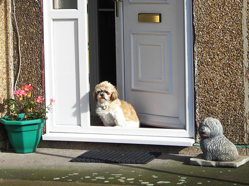 03 two dogs