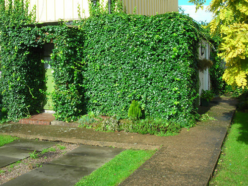 06 ivy house