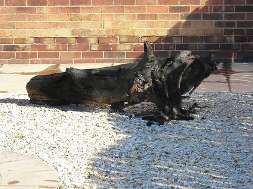 19 burnt stump