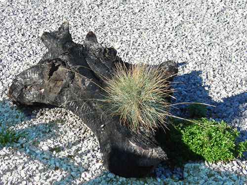 21 burnt stump 2