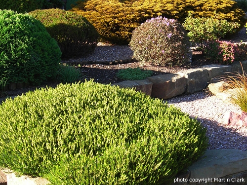 34 pruned plants