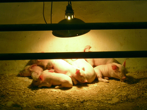 05 piglets