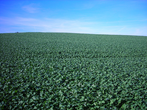 05 field