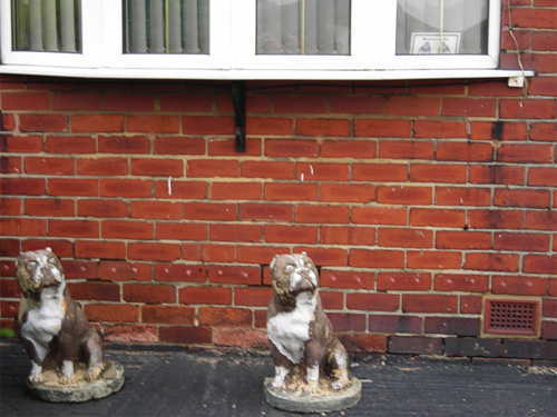 17 two dogs