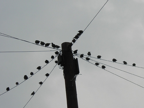 24 bird post