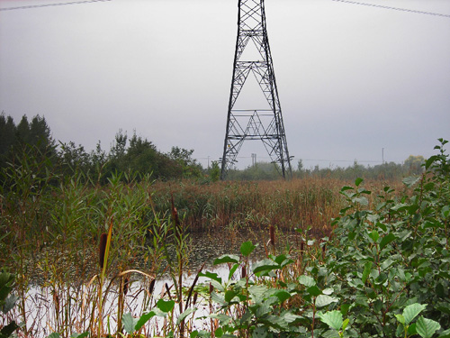 02 pylon lake reeds