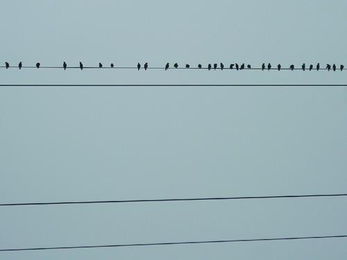31 birds on wire