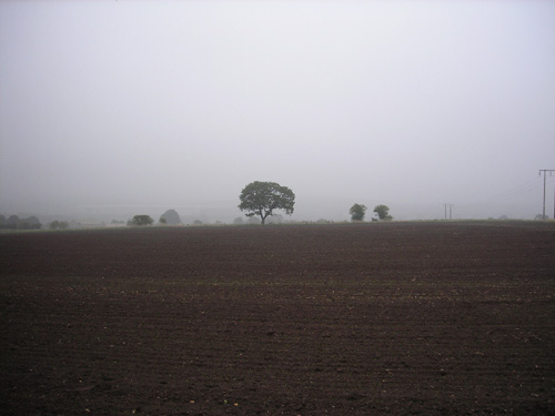 34 misty tree