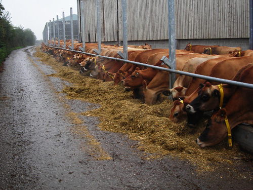 38 cow diner