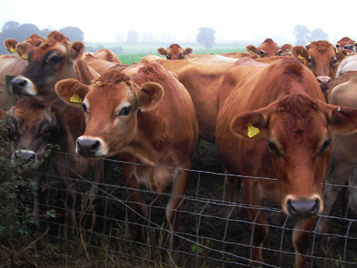 39 hungry cows