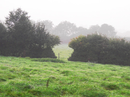 40 hedge hole